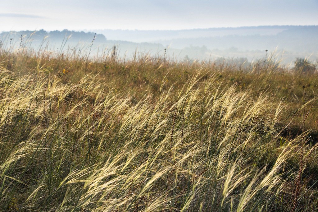 Wind moving through Mykolaiv steppe grassland.